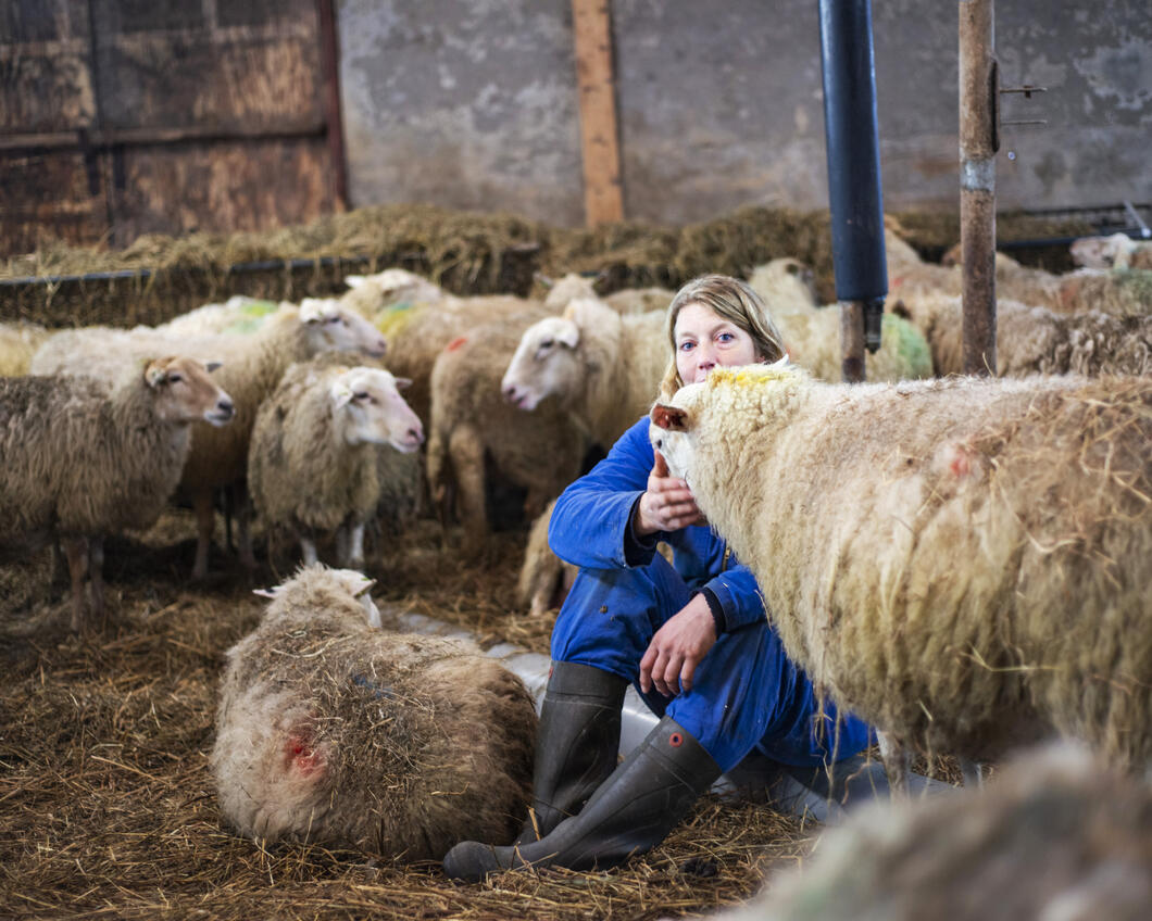Schaapsherder met schapen in een stal